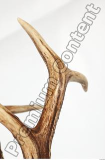 Skull Deer 0120